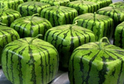 爆料中国吃瓜视频大全,热门事件背后的娱乐狂欢